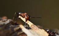 Southern Wood Ants (Formica rufa)